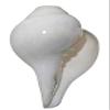Shankha Bajnewala Pooja Pure Original Natural Blowing Bamavarti Home Tempel Office Puja Room, Sound is Very Loud (6 x 3 inch) Easily Use view 2