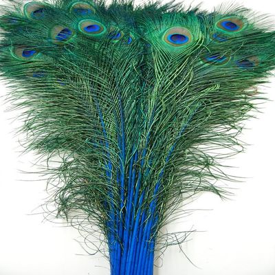 50 Pcs Dyed Peacock Feathers 40"-45" for Halloween Home Decor Bridal Vases Centerpieces (Royal Blue)