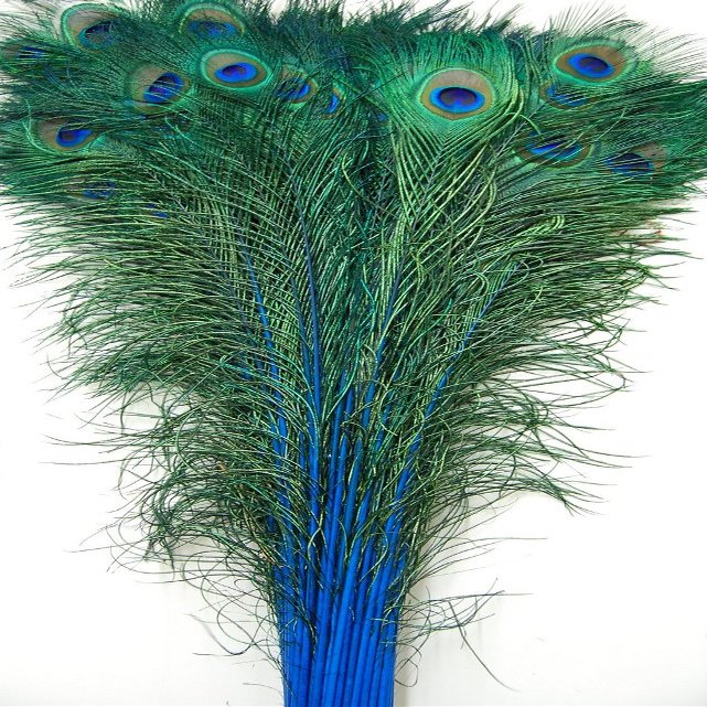 50 Pcs Dyed Peacock Feathers 40"-45" for Halloween Home Decor Bridal Vases Centerpieces (Royal Blue)