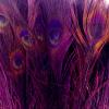 100 Pieces Purple Bleached & Dyed Peacock Tail Eye Wholesale Feathers (Bulk) 10-12 Long Halloween Craft Supply | Moonlight Feather view 2