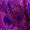 100 Pieces Purple Bleached & Dyed Peacock Tail Eye Wholesale Feathers (Bulk) 10-12 Long Halloween Craft Supply | Moonlight Feather view 4
