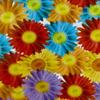 Hydrographic Dip Kit Daises Flower 16oz dip Demon Hydro dip Dipping view 3