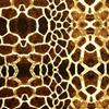 Hydrographic Dip Kit Giraffe Pattern 16oz dip Demon Hydro dip Dipping view 3