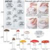FUNSHOWCASE Life Like Mushroom Polymer Clay Casting Silicone Mold and Veiner for Fondant Cake Decorating, Modelling Chocolate view 2