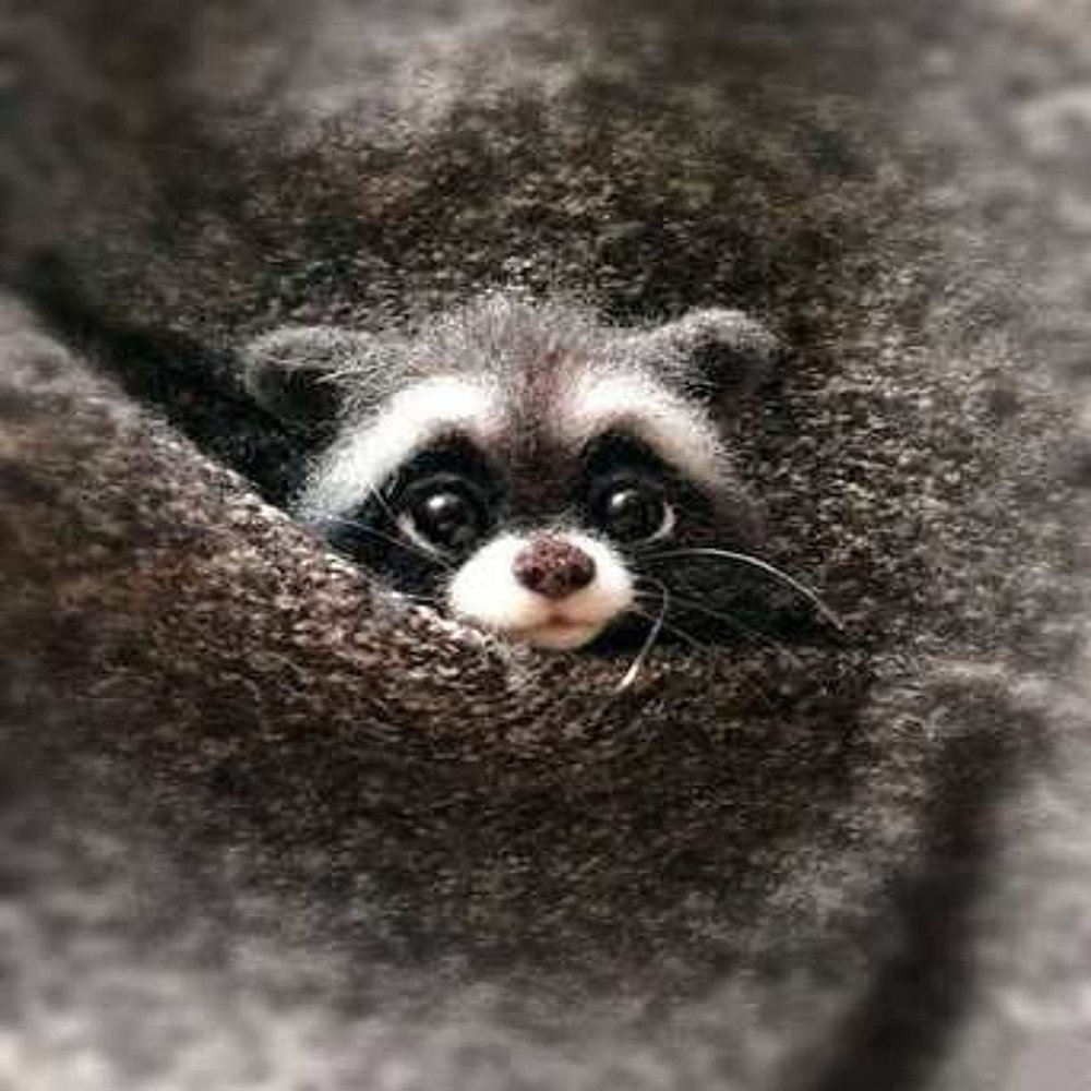 WellieSTR Wool Felt Animal (Raccoon) - Animal Needle Felting Kit for Beginners Felting kit - Wool Roving kit - with Tools