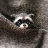 WellieSTR Wool Felt Animal (Raccoon) - Animal Needle Felting Kit for Beginners Felting kit - Wool Roving kit - with Tools view 1