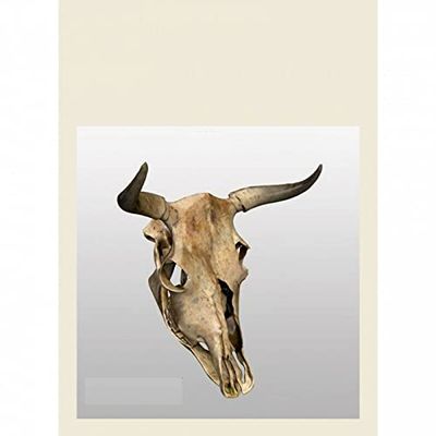 Dan Models 24003-1/24 Diorama Accessories. Cow Skull 2 pcs.