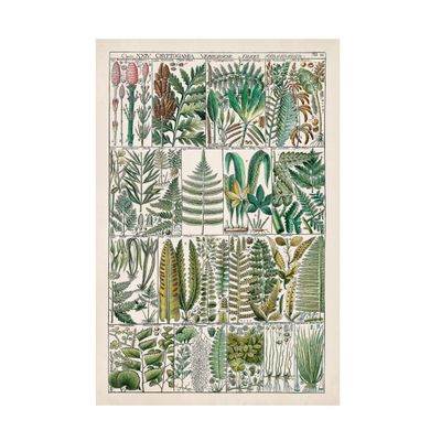 Trademark Fine Art 'Fern Chart' Canvas Art by Vision Studio 16x24