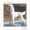 Pepita Needlepoint Canvas: Cosmo The White Poodle, 10" x 10" view 2