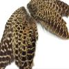 1 Pair - Natural Ringneck Pheasant Hen Whole Wing Feather Set (Left and Right) Dog Training Fly Tying Supply -A | Moonlight Feather view 2