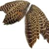 1 Pair - Natural Ringneck Pheasant Hen Whole Wing Feather Set (Left and Right) Dog Training Fly Tying Supply -A | Moonlight Feather view 3