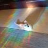 Bunny suncatcher for windows, rabbit rainbow maker decal, rainbow maker sticker, rainbow window cling, rainbow window prism suncatcher view 2