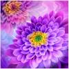 Oasis Dahlia Dazzle Digital Purple Dahlia 585013 59" x 59" view 1