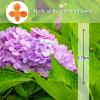 60PCS Pressed Flowers, Real Natural Orange Hydrangea Dried Flowers for Resin Scrapbooking DIY Candle Accessories Jewelry Art Crafts DIY Making view 2
