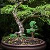 NUOBESTY Micro Landscape Decorations 3Pcs Miniature Cypress Tree Models Artificial Pine Tree Cypress Models Train Railways Architecture Landscape Scenery for DIY Scenery Craft Project Miniature Trees view 4