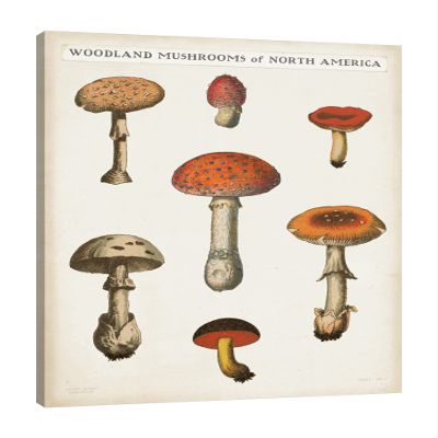 Jaxson Rea "Mushroom Chart III Light Gallery Wrapped Canvas by Wild Apple Portfolio, 36" x 45"