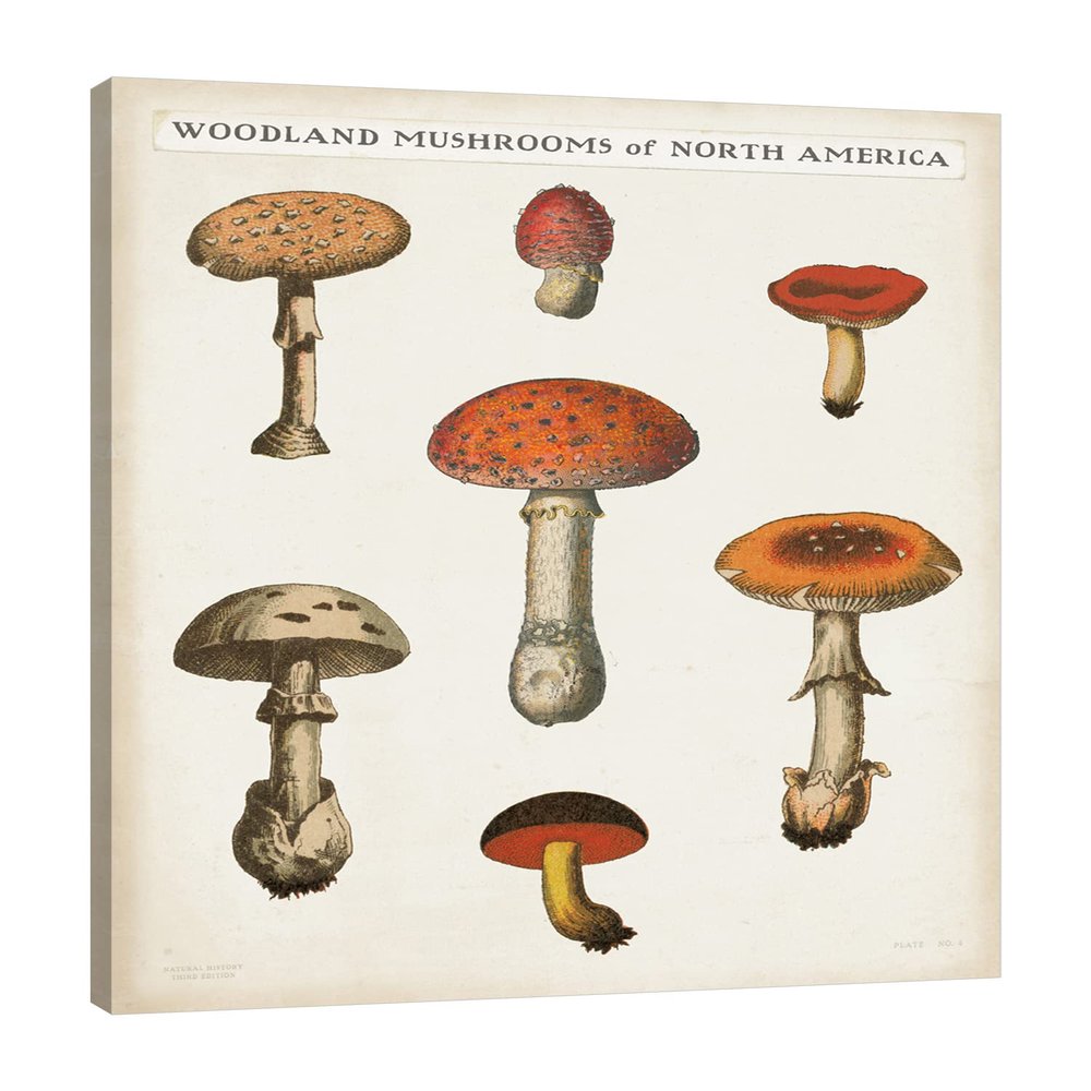 Jaxson Rea "Mushroom Chart III Light Gallery Wrapped Canvas by Wild Apple Portfolio, 36" x 45"