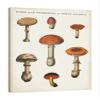 Jaxson Rea "Mushroom Chart III Light Gallery Wrapped Canvas by Wild Apple Portfolio, 36" x 45" view 1