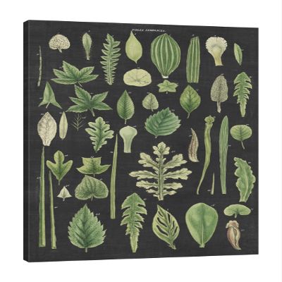 Jaxson Rea "Assortment of Leaves II Charcoal Crop Gallery Wrapped Canvas by Wild Apple Portfolio, 16" x 24"