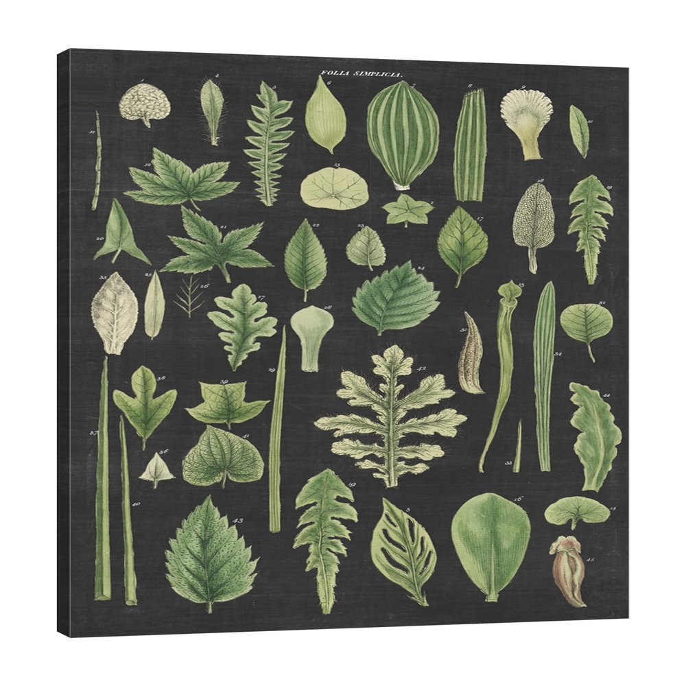 Jaxson Rea "Assortment of Leaves II Charcoal Crop Gallery Wrapped Canvas by Wild Apple Portfolio, 16" x 24"