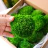 1.5 Sq. Ft. Preserved Moss Pole Decorative Moss for Crafts, Art, Wall Decor,Dark Green view 2