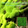 1.5 Sq. Ft. Preserved Moss Pole Decorative Moss for Crafts, Art, Wall Decor,Dark Green view 4