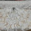 White Lace Embroidered Clear Sequin Baptism Fabric by The Yard Drees Bridal Fabric Wedding Gown Soft view 1