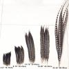 Zamihalaa - 10Pcs/Lot Natural Lady Pheasant Feathers for Crafts 10-120CM 4-48" Long Carnival Accessories Feather Decoration Plume view 2