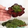 Factory Direct Craft Group of 3 Red and Green Artificial Hen and Chick Picks | Faux Succulents for Arranging, Crafting and Decorating | 4" Dia view 2