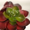 Factory Direct Craft Group of 3 Red and Green Artificial Hen and Chick Picks | Faux Succulents for Arranging, Crafting and Decorating | 4" Dia view 3