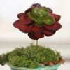 Factory Direct Craft Group of 3 Red and Green Artificial Hen and Chick Picks | Faux Succulents for Arranging, Crafting and Decorating | 4" Dia view 4