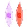 HARFINGTON 2pcs Tatting Shuttles 77x21x11mm Colorful Plastic Shuttles for Lace-Making DIY Hand Craft Tool Knitting Arts Supplies, Transparent Red Purple view 1