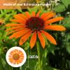 60PCS Dried Flowers for Resin, Orange Pressed Dry Needle Chrysanthemum Flowers for Candle Making Desk Lamp Craft DIY Jewelry Phone Case House Decoration view 2