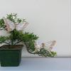 Nature's Net 5" Ivory Gold Glittered Feather Swallowtail Butterfly Set of 12 Faux Butterfly Decoration Floral Picks Artificial Butterfly with Wire Cake Topper Scrapbooking Embellishment view 4