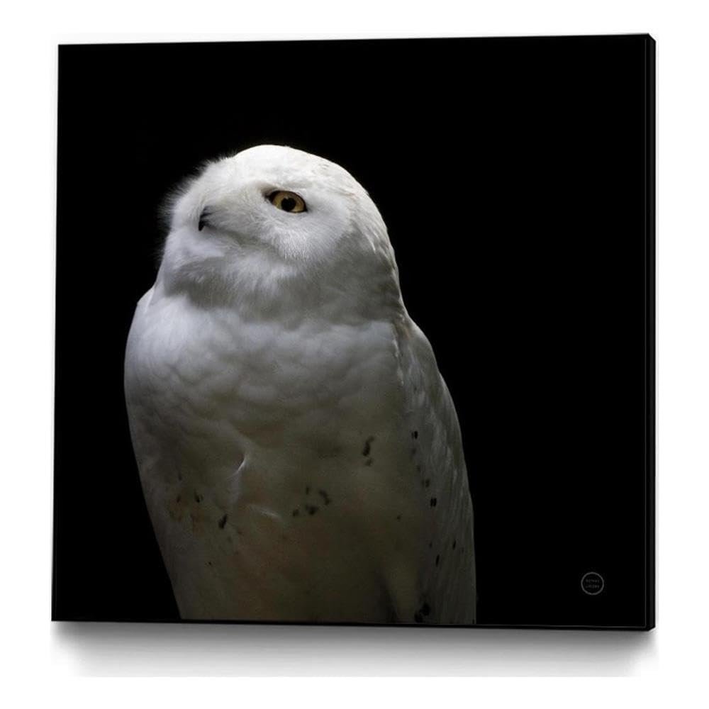 Giant Art Canvas 30x30 Snowy Owl Looks to the Sun Framed in White
