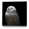 Giant Art Canvas 30x30 Snowy Owl Looks to the Sun Framed in White view 1