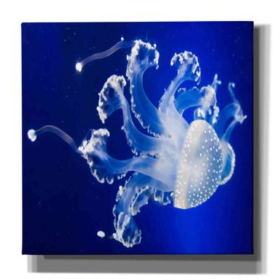 Epic Graffiti 'Translucent Jellyfish' by Epic Portfolio Giclee Canvas Wall Art, 60"x40"