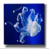 Epic Graffiti 'Translucent Jellyfish' by Epic Portfolio Giclee Canvas Wall Art, 60"x40" view 1