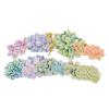 Paper House Productions Sweet Succulents 24-Piece Scrapbook Die-Cut Sticker Pack view 3