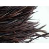 Goose Biots Feathers - 15 Pcs. Loose Milk Chocolate Brown - 6-9" view 1