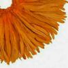 Rooster Tail Coque Feathers - Dyed Orange - 20 Pcs. - 6-8" view 4