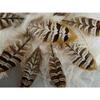 5 Pcs Pheasant Reeves Feathers - Mini Center Wing Feather - 3-4" view 1