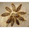 5 Pcs Pheasant Reeves Feathers - Mini Center Wing Feather - 3-4" view 2
