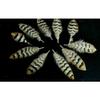 5 Pcs Pheasant Reeves Feathers - Mini Center Wing Feather - 3-4" view 3