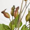 Factory Direct Craft Group of 4 Artificial Rose HIPS Pod Stems for Summer Arrangements and Fall Displays - 24 Inches view 3