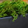 SuperMoss Preserved Green Moss, 12 Pack view 2