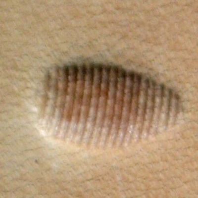 P 216 Craftool Discontinued Pear Shader Leather Stamp