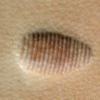 P 216 Craftool Discontinued Pear Shader Leather Stamp view 1