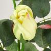Factory Direct Craft Group of 4 Real Touch Spring Green Princess Mary Rose Bud Stems for Realistic Arrangements and Wedding Displays view 3