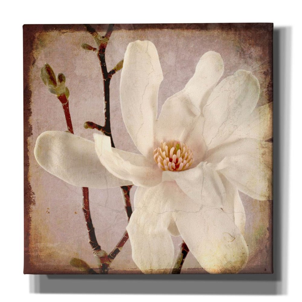 Epic Graffiti 'Paper Magnolia Closeup' by Lightbox Journal, Canvas Wall Art, 26"x26"